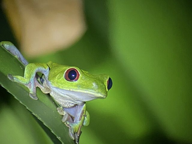 Frogsgiving